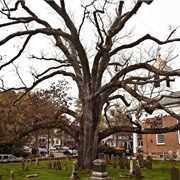 Basking Ridge Oak Tree, New Jersey
