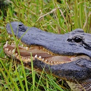 Everglades Nationalpark