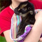 White Lotus Farms, Ann Arbor