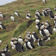 Skomer