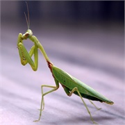 Mantis