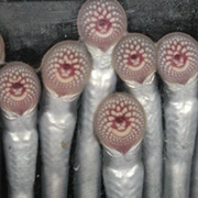 Lamprey-Mass Organism