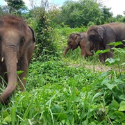 Elephant Rescue Park, Chiang Mai