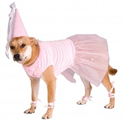 Dog in a Dress