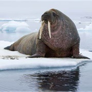 Walrus