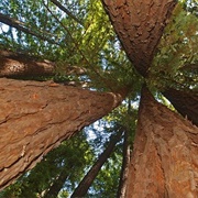 Redwood Nationalpark