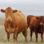 Support Animal Welfare-Support Live Export