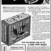 Tender Leaf Tea