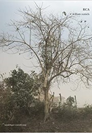 RCA. République Centrafricaine (William Daniels)