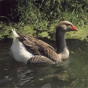 Weightless Again - Handsome Family