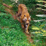 Periyar Tiger Reserve