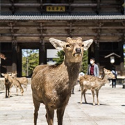 Nara