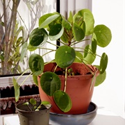 Pilea