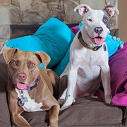 Pit Bull Terrier (Most Attacks on Humans)