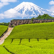 Tea Fields of Shizuoka, Japan