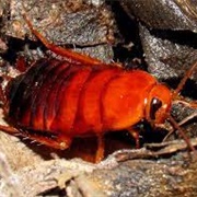 Red Roach