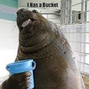 I Has a Bucket