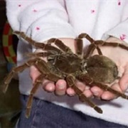 Goliath Birdeater (Largest Spider)