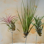 Tillandsia