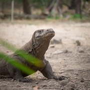 Komodo Island