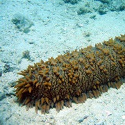 Sea Cucumber