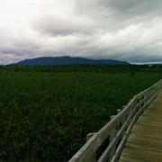 Marais Aux Cerises, Estrie
