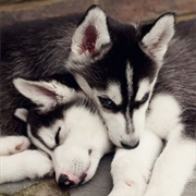 Hug Husky
