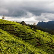 Nuwara Eliyia