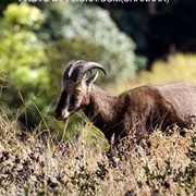 Anamudi Shola National Park