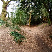 Lexden Earthworks and Bluebottle Grove