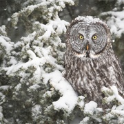 Winter Bird Watching