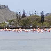 Curacao Flamingos