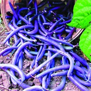 Royal Burgundy Bush Bean