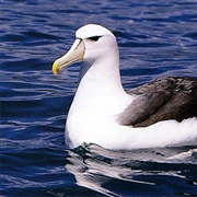 Albatross