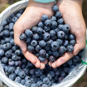 Pick Michigan Blueberries