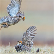 Nebraska Prairie Chicken Festival at Switzer Ranch