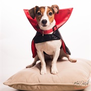 Dracula Dog