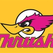 Thrush