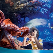 Sea World (San Diego, Orlando,…)