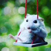 Hamster Swing