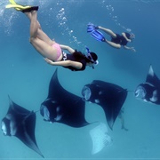 Manta Ray