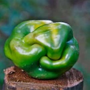 Ugly Green Pepper