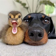 Duck & Dog
