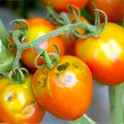 Ugly Vine Tomato