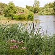 Pensthorpe Natural Park, Norfolk, England