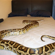 Sleep With a Snake in My Bed