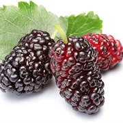 Black Mulberry