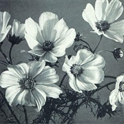 The Spinanes - Arches and Aisles