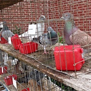 American Pigeon Museum, OK