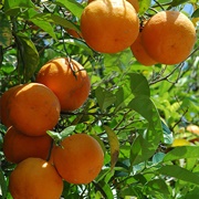 Pick Ripe Oranges and Make Ultra-Fresh Juice With Them